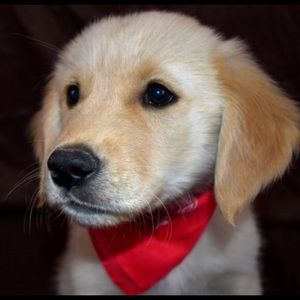 Meet your Posher, Angelo